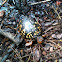 Eastern Box Turtle