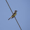 Western Kingbird