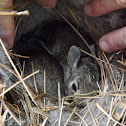 Cottontail Rabbit