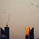 Great Migration