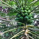 Papaya