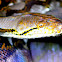 Reticulated Python