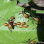 Coreid Bug Eggs & Nymphs