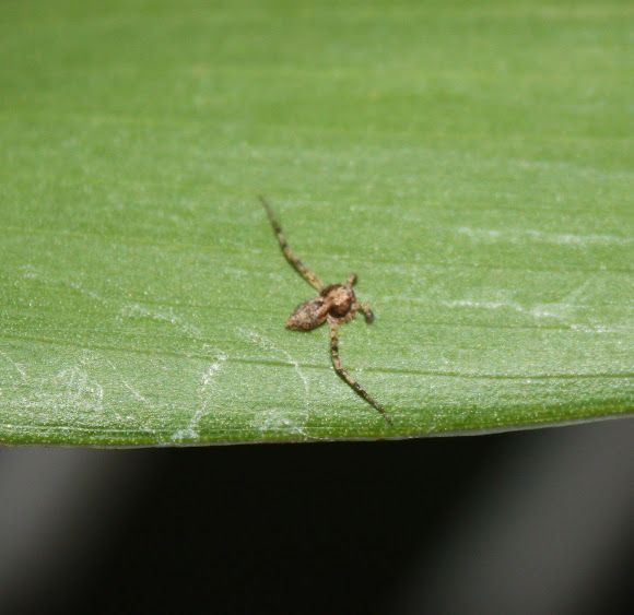 Spotting Image 1