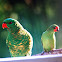 Scaly Breasted Lorrikeet(left) Little Lorrikeet (right)
