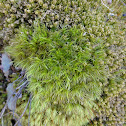 Bartramia Moss