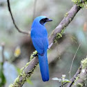 Turquoise Jay