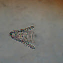 E. vanbrunty