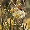 Tarantula Hawk