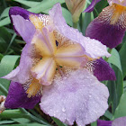 Iris