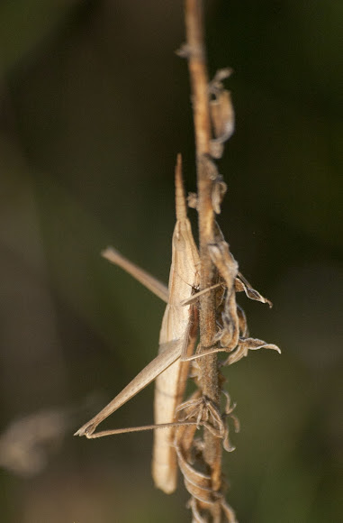 Spotting Image 1