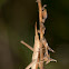 Long-headed Toothpick Grasshopper