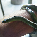 Culebra verde de vientre rojo - "jaeger's Ground snake"
