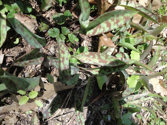 Spotting Image 1