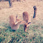 Hog deer