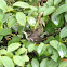 Baby House Wren