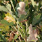 Broad-headed Bug