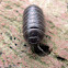 Woodlouse