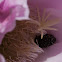 Hairy Chafer beetle