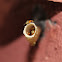 Angelita Stingless Bee