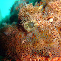 Scorpion fish