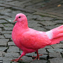 Pigeon