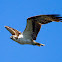 Osprey
