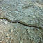 slow worm