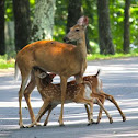 White-tail Deer