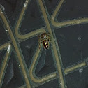 Daring Jumping Spider
