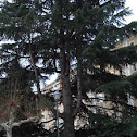 Atlaseko zedroa / Cedro del Atlas