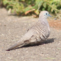 Peaceful Dove