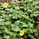 Oca