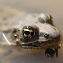 Northern Leopard Frog