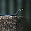 Black Racer