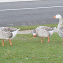 Greylag goose