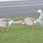 Greylag goose