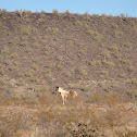Wild horse
