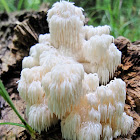 Hericium americanum (coralloides)