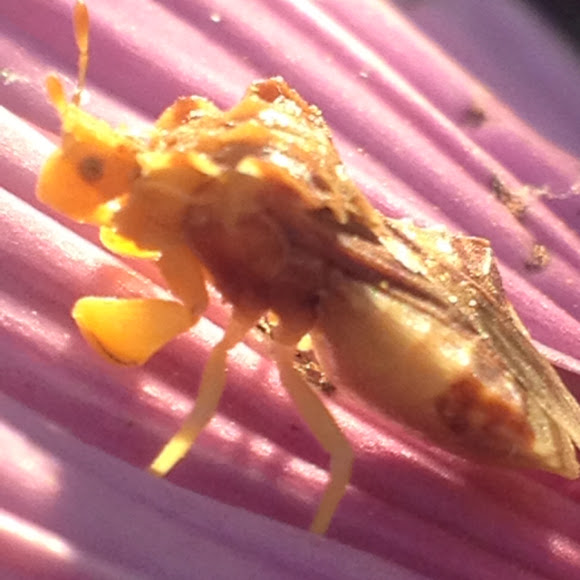 Spotting Image 1