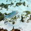 Sand Tilefish