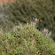 New Holland Honeyeater