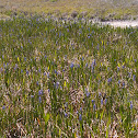 Pickerelweed