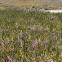 Pickerelweed