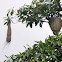 Montezuma Oropendola Nest