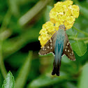 Long-tailed skipper