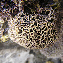 Coral de Cérebro