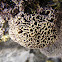 Coral de Cérebro