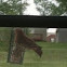 Unknown spotting