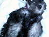 Venta De Minischnauzer Blancos 2 Meses $2500Neg